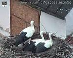 Capi_Dubne_20250805_202502.jpg