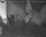 Capi_Dubne_20250805_211002.jpg
