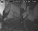 Capi_Dubne_20250805_212003.jpg