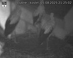 Capi_Dubne_20250805_212502.jpg