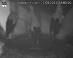 Capi_Dubne_20250805_220502.jpg