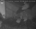 Capi_Dubne_20250805_231503.jpg