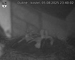 Capi_Dubne_20250805_234002.jpg