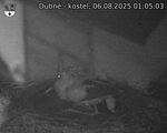Capi_Dubne_20250806_010503.jpg