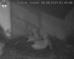 Capi_Dubne_20250806_014505.jpg