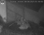 Capi_Dubne_20250806_015002.jpg