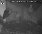 Capi_Dubne_20250806_023503.jpg