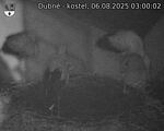 Capi_Dubne_20250806_030002.jpg