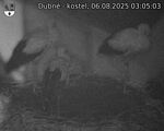 Capi_Dubne_20250806_030503.jpg