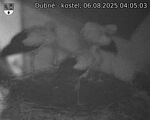Capi_Dubne_20250806_040503.jpg