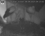 Capi_Dubne_20250806_041502.jpg