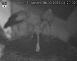 Capi_Dubne_20250806_042002.jpg