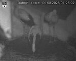 Capi_Dubne_20250806_042503.jpg