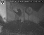 Capi_Dubne_20250806_043503.jpg