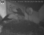 Capi_Dubne_20250806_045002.jpg