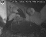 Capi_Dubne_20250806_045503.jpg