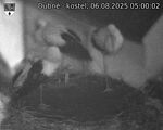 Capi_Dubne_20250806_050002.jpg