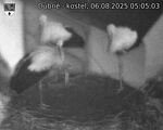 Capi_Dubne_20250806_050503.jpg