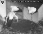 Capi_Dubne_20250806_051002.jpg