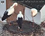 Capi_Dubne_20250806_053004.jpg