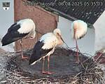 Capi_Dubne_20250806_053503.jpg