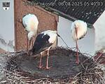 Capi_Dubne_20250806_054003.jpg