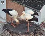 Capi_Dubne_20250806_054503.jpg