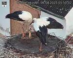 Capi_Dubne_20250806_055002.jpg