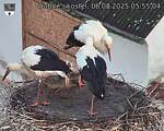 Capi_Dubne_20250806_055504.jpg