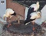 Capi_Dubne_20250806_060003.jpg