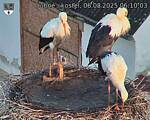 Capi_Dubne_20250806_061003.jpg