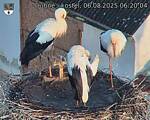 Capi_Dubne_20250806_062004.jpg