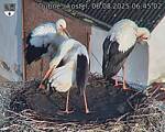 Capi_Dubne_20250806_064502.jpg