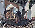 Capi_Dubne_20250806_065004.jpg