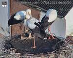 Capi_Dubne_20250806_065503.jpg