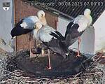 Capi_Dubne_20250806_070003.jpg