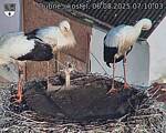Capi_Dubne_20250806_071003.jpg