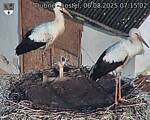 Capi_Dubne_20250806_071502.jpg