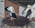 Capi_Dubne_20250806_072002.jpg