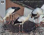 Capi_Dubne_20250806_072502.jpg