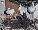 Capi_Dubne_20250806_073003.jpg