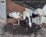 Capi_Dubne_20250806_073503.jpg