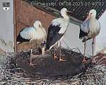 Capi_Dubne_20250806_074002.jpg