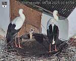 Capi_Dubne_20250806_074504.jpg
