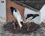 Capi_Dubne_20250806_075503.jpg