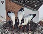 Capi_Dubne_20250806_080003.jpg