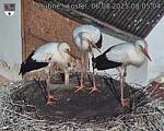 Capi_Dubne_20250806_080504.jpg