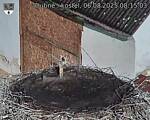 Capi_Dubne_20250806_081503.jpg