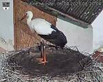 Capi_Dubne_20250806_082004.jpg