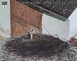 Capi_Dubne_20250806_082502.jpg